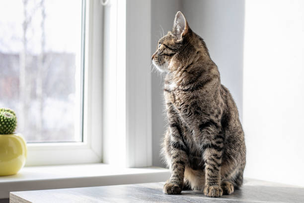 istock The cat sits on the table and looks out the window 1269810772