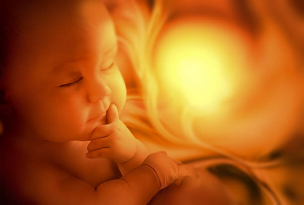 embryo dentro de la madre - fetus fotografías e imágenes de stock
