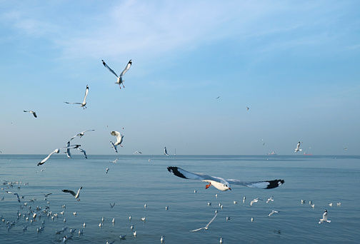 Large Group of Seagulls Flying in the Morning Light over Calm Sea