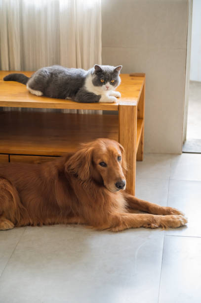 istock Golden Retriever and British Shorthair 1269811086