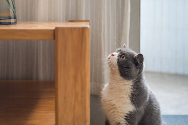 istock Cute British Shorthair cat, indoor shot 1269811088