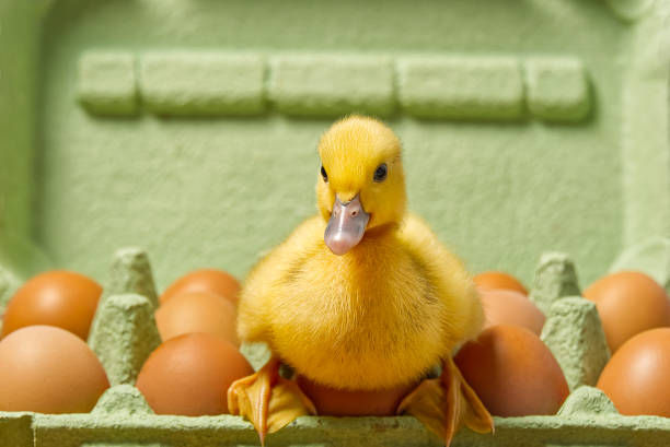 Newborn Duckling sitting on eggs in a green paper tray