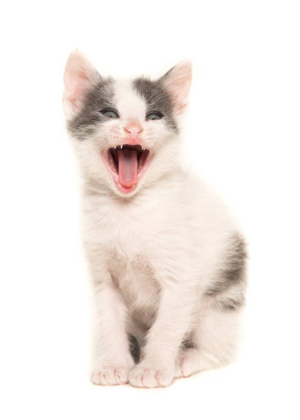 Screaming grey and white sitting kitten baby cat isolated on a white background