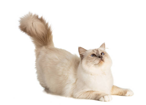 istock cat in breeding period 1269816102
