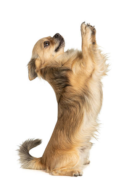 istock chihuahua that looks good 1269816106