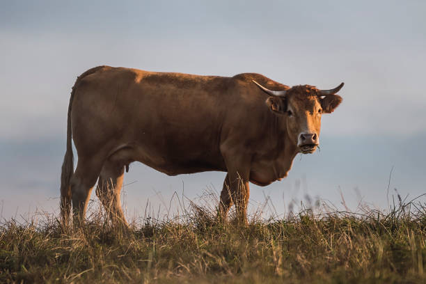 istock Cow looking at camera with a surprised face 1269816124