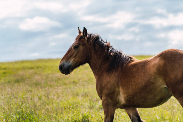 istock horse roaming freely in the mount 1269816131
