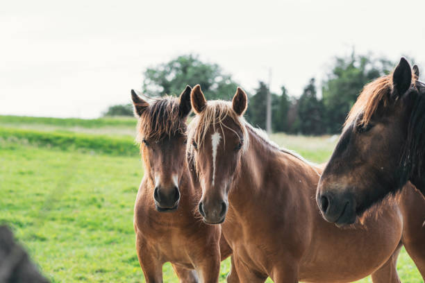 istock group of horses looking at camera 1269816318