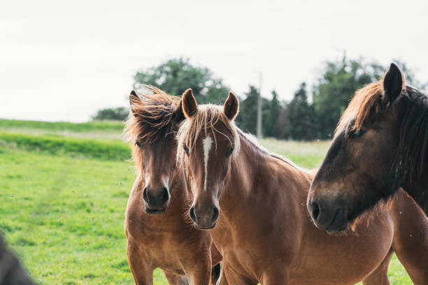 istock group of horses looking at camera 1269816480