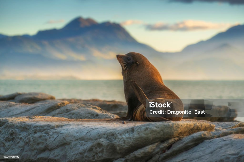 Sea lions resting on a rock at Kaikoura beach, South Island, New Zealand Kaikoura Stock Photo