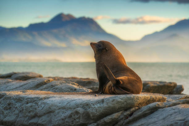 Sea lions resting on a rock at Kaikoura beach, South Island, New Zealand Sea lions resting on a rock at Kaikoura beach, South Island, New Zealand marlborough new zealand stock pictures, royalty-free photos & images