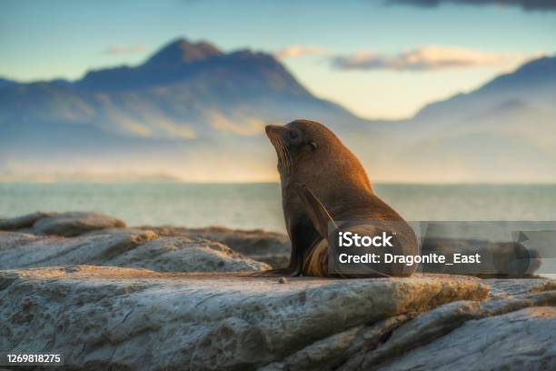 Sea Lions Resting On A Rock At Kaikoura Beach South Island New Zealand Stock Photo - Download Image Now