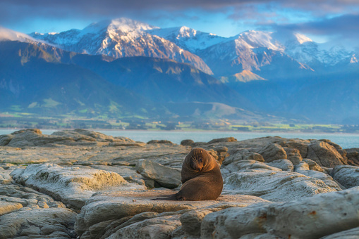Sea lions resting on a rock at Kaikoura beach, South Island, New Zealand