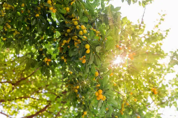 Bottom view of branches of cherry plum tree with harvest of ripe yellow fruits in backlight with the sun beams, close-up in selective focus