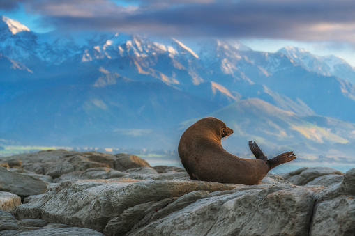 Sea lions resting on a rock at Kaikoura beach, South Island, New Zealand