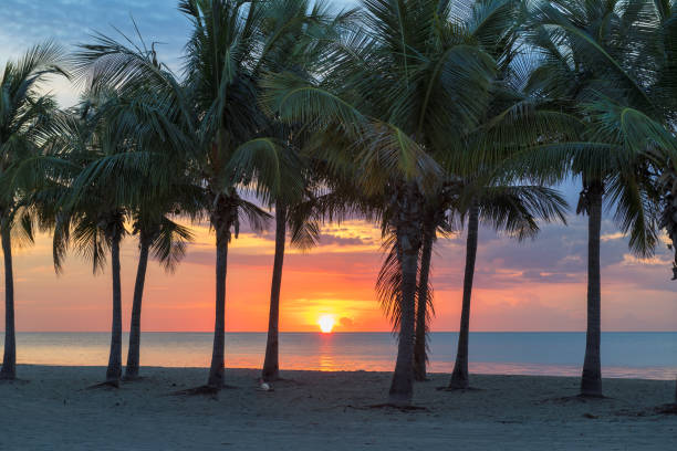South beach with palm trees silhouette at spectacular sunrise in Miami Beach, Florida.