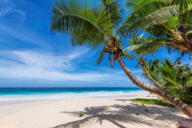 istock Beautiful tropical beach with palm trees and turquoise sea 1269820206