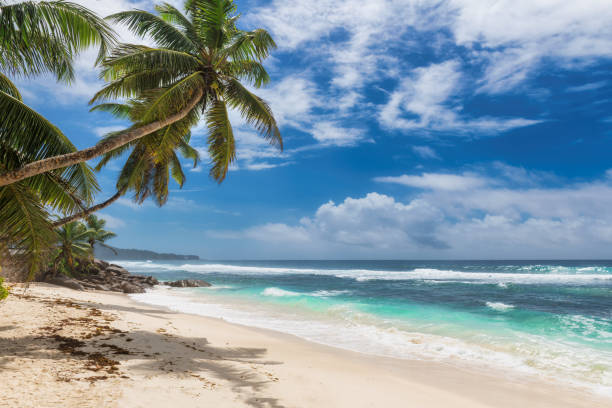 istock Beautiful tropical beach with palm trees and turquoise sea 1269820318