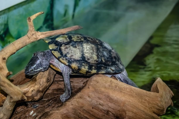 istock Red-eared slider sits on a wooden snag, close-up 1269822368