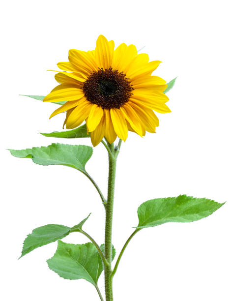 istock Sunflower with leaves isolated on white background 1269822599