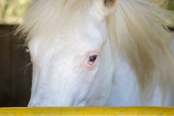 Pony Ride,  Shetland Ponies Walking Around The Pony Wheel.