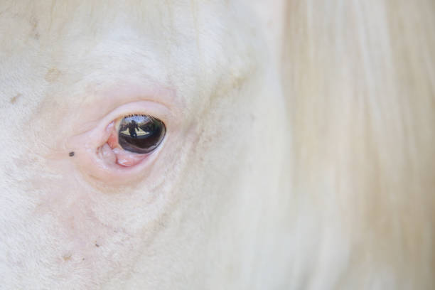 Captive horses wait for the day of freedom