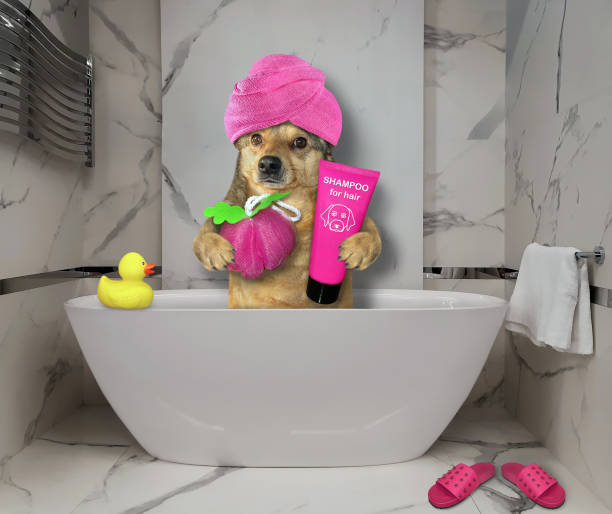 istock Dog takes bath at hotel 1269823835