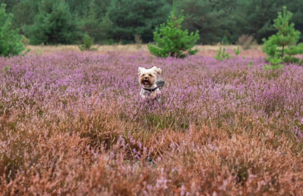 istock Dog in the field 1269825259