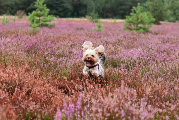 istock Dog in the field 1269825261