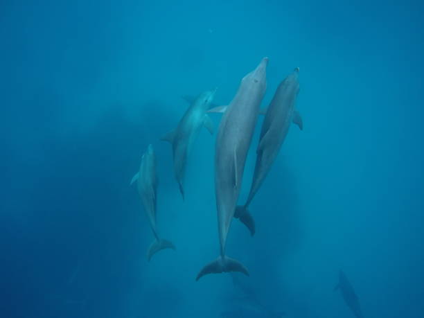 istock Swim with dolphin in Chuuk, Micronesia 1269826194
