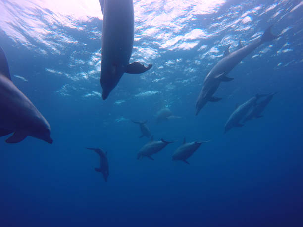 istock Swim with dolphin in Chuuk, Micronesia 1269826279