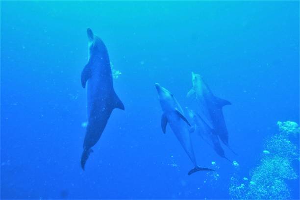 istock Swim with dolphin in Chuuk, Micronesia 1269826293