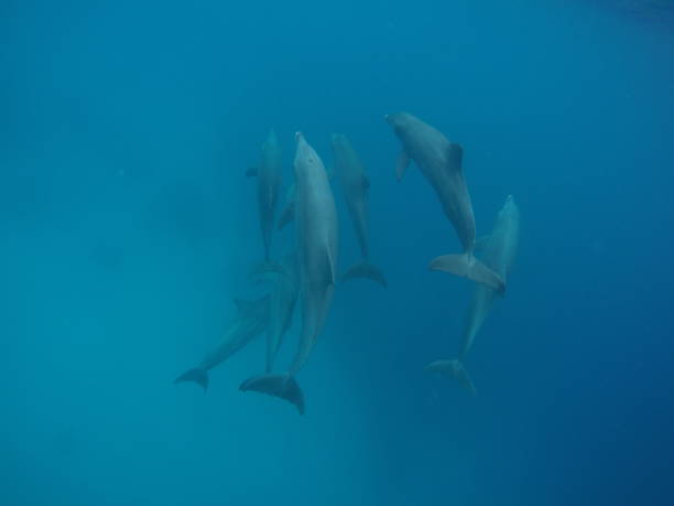 istock Swim with dolphin in Chuuk, Micronesia 1269826299