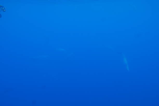 istock Swim with dolphin in Chuuk, Micronesia 1269826326