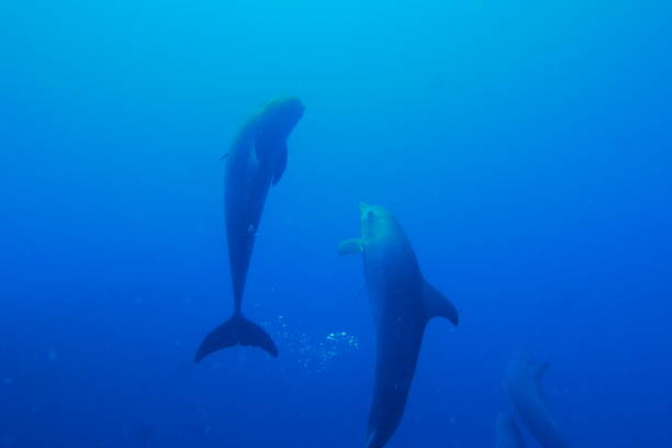 istock Swim with dolphin in Chuuk, Micronesia 1269826330