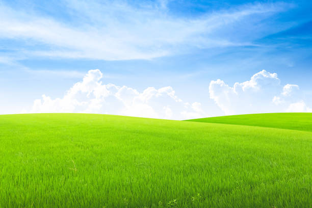 istock Field on green grass with blue sky on background. 1269826339