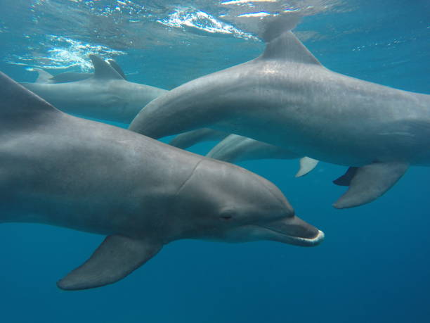 istock Swim with dolphin in Chuuk, Micronesia 1269826420