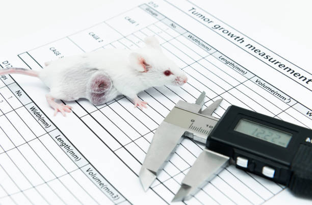 istock A caliper and experimental white mice with lateral tumor on the tumor growth measurement test paper 1269826563