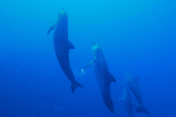 istock Swim with dolphin in Chuuk, Micronesia 1269826569