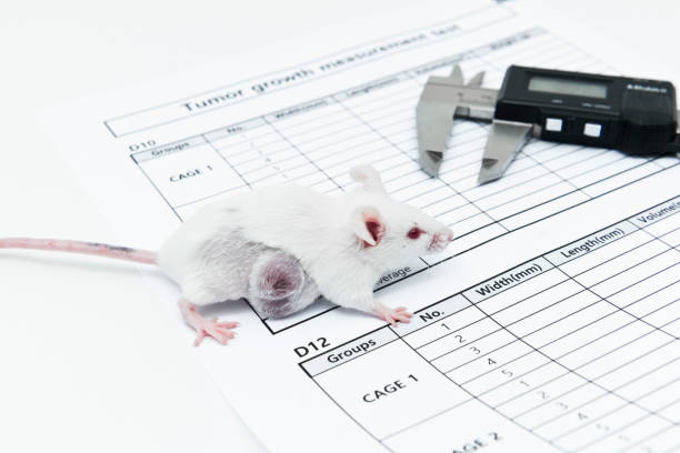 istock A caliper and experimental white mice with lateral tumor on the tumor growth measurement test paper 1269826592