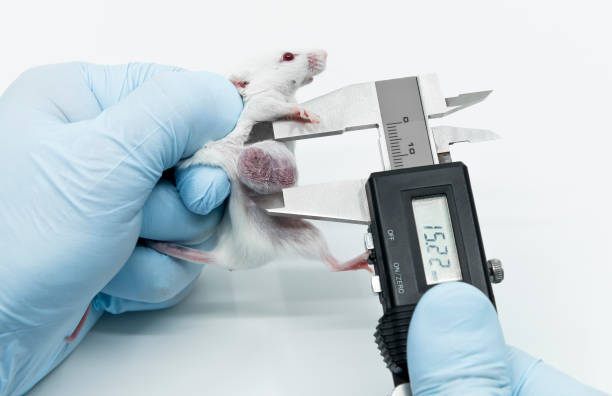 istock A scientist researcher in holding an experimental white mouse by blue goved hand and measuring the lateral tumor size by a caliper 1269826673