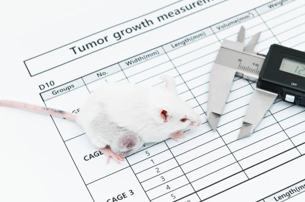 istock Experimental tumor bearing white mouse and a caliper on the tumor growth measurement test paper 1269826711