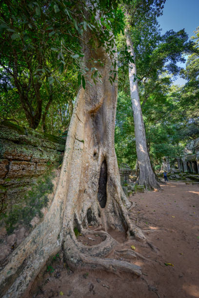 istock Ta Prohm temple at Angkor Wat complex, Siem Reap, Cambodia 1269826854