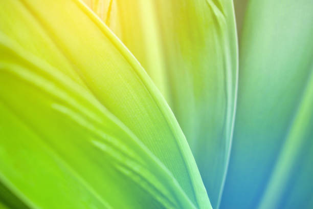 istock closeup nature view of green leaf background 1269827956