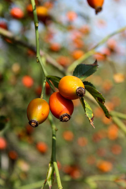 istock Rosehip bush. Ripe orange, red, yellow rose hips. 1269828260