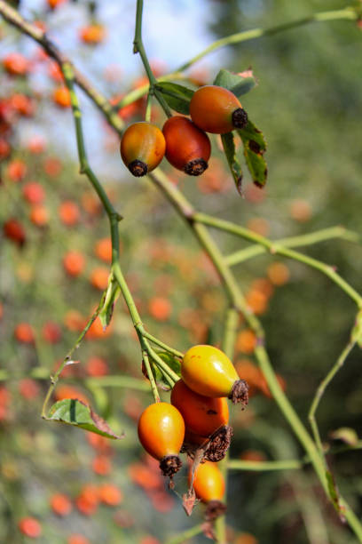istock Rosehip bush. Ripe orange, red, yellow rose hips. 1269828281