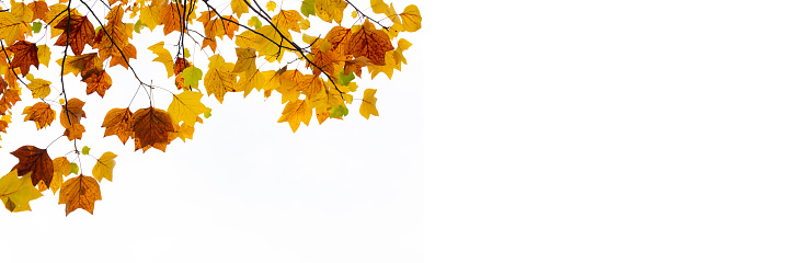 Colorful autumnal leaves on white panoramic background with copy space. Autumn web banner
