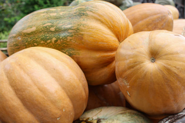 istock Ripe whole pumpkins, orange, green, smooth, ribbed 1269828482