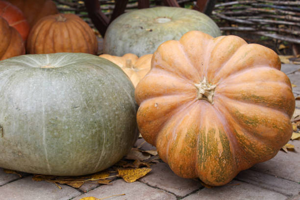 istock Ripe whole pumpkins, orange, green, smooth, ribbed 1269828583