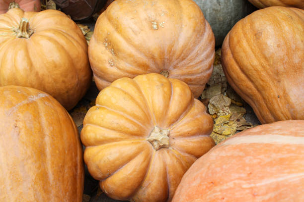 Pick the pumpkin